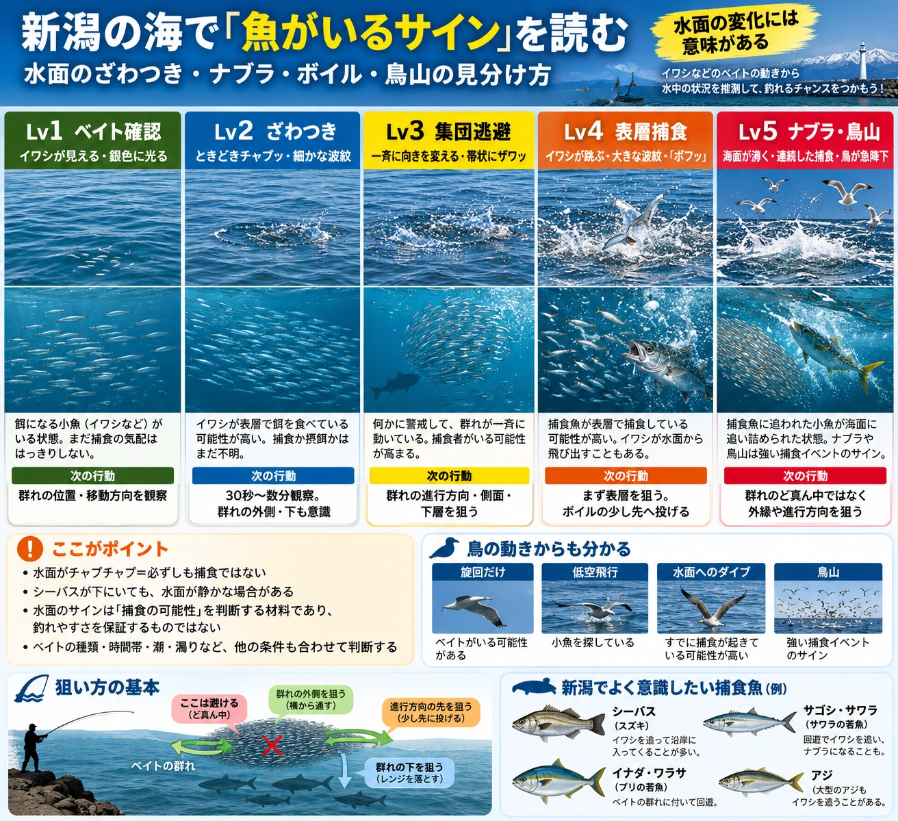 水面の変化から魚の気配を読む5段階と狙い方をまとめたインフォグラフィック